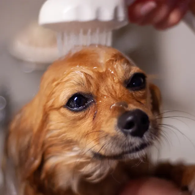 Cachorrinho sendo escovado depois do banho