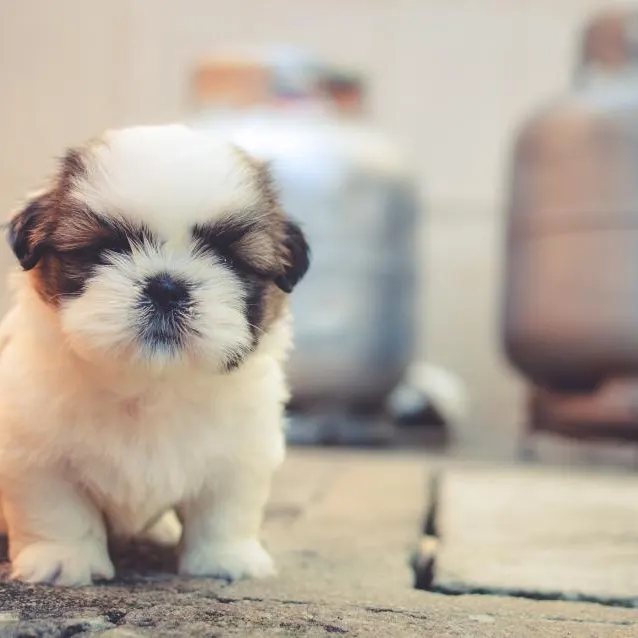 Filhote de shih-tzu