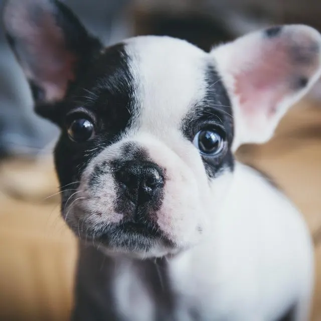Buldogue francês