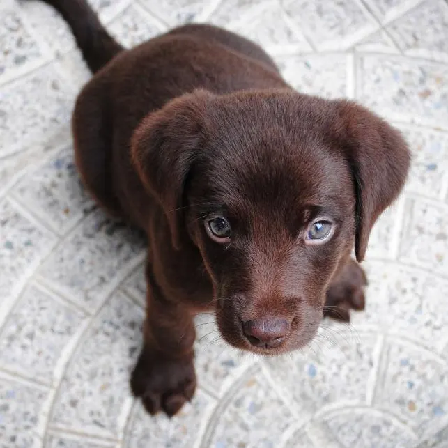 Filhote de labrador chocolate