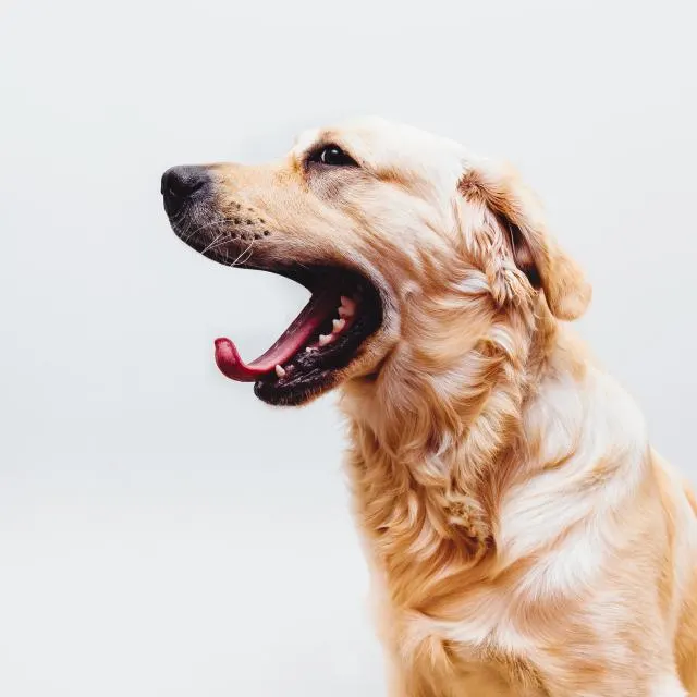 Golden retriever
