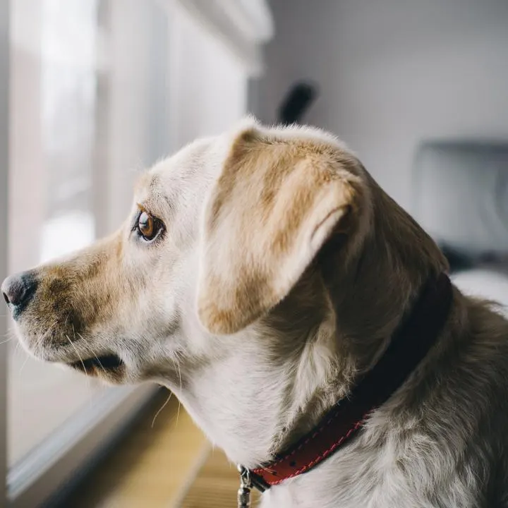 Cachorro olhando pela janela